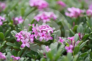 Daphne Spring Pink Eternal Fragrance, Daphne x transatlantica, flowering photo
